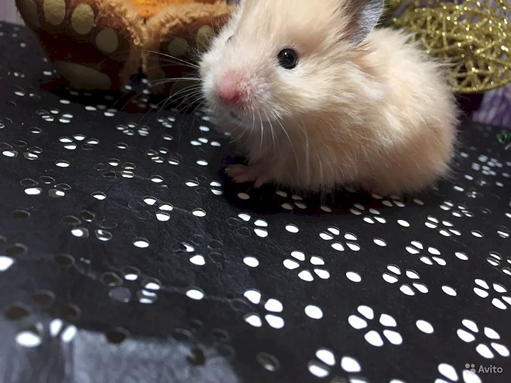 Syrische Hamsterfarben