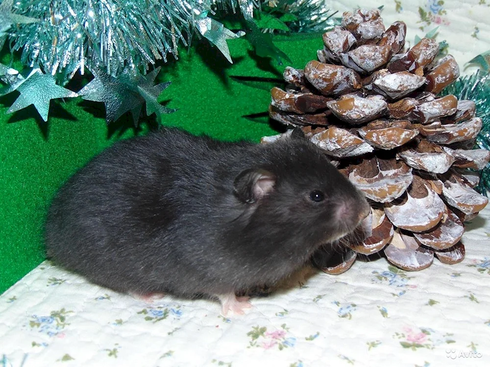 Angora Hamster