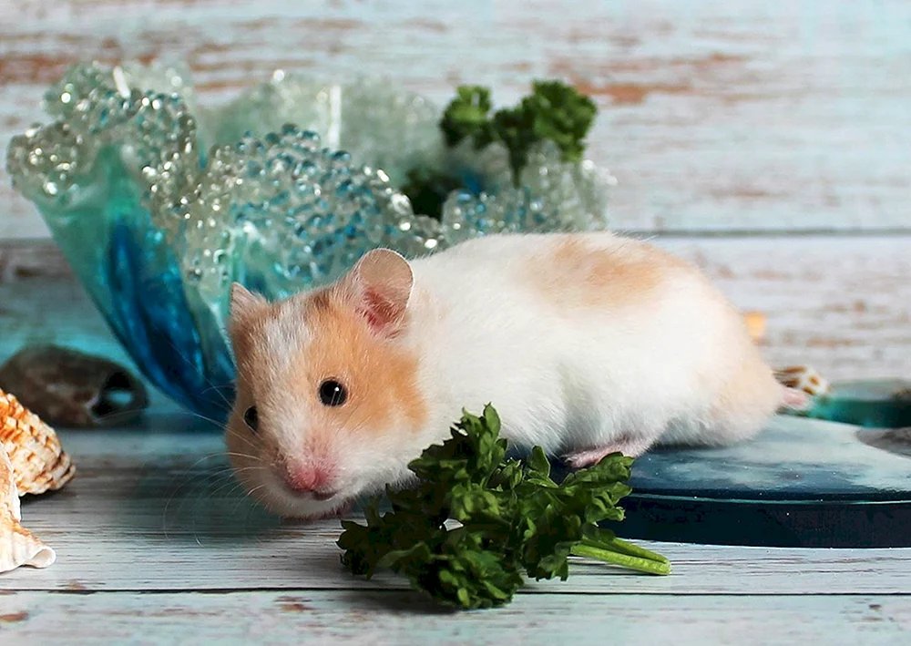 Schwarzer Jungarischer Hamster Hamster