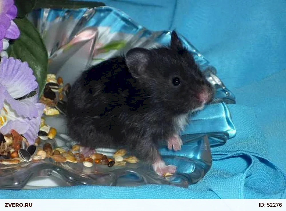 Syrischer Angorahamster