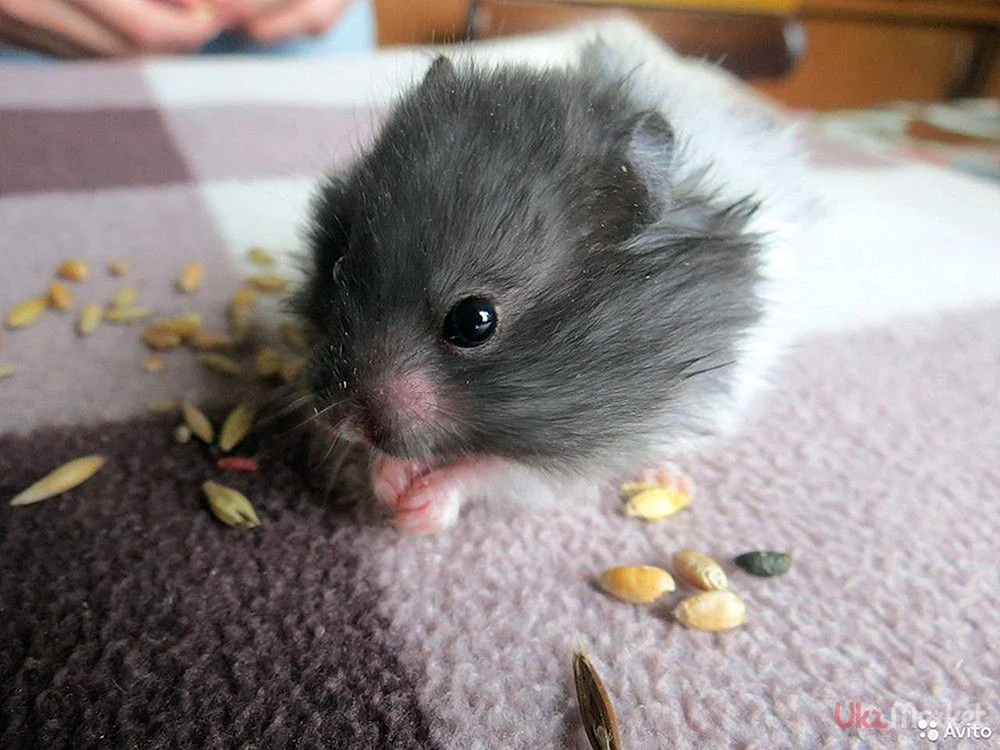 Angora Hamster schwarz Syrischer Hamster