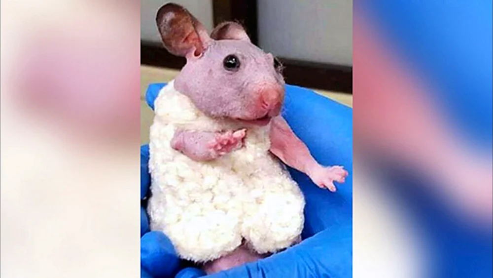 Syrischer Sphinxhamster