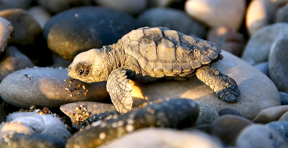 Sizilianische Teichschildkröte