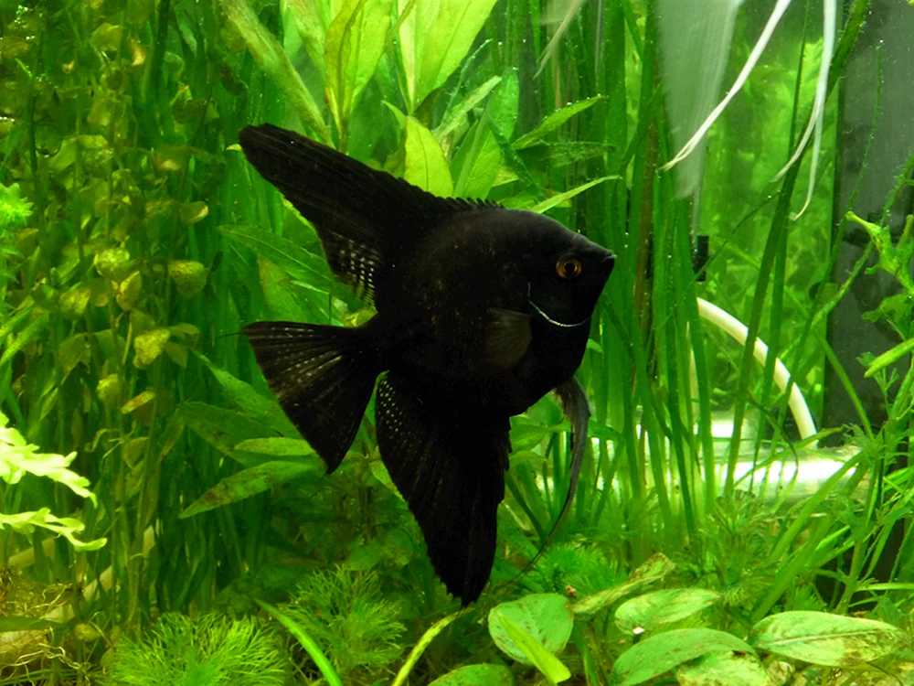 Schwarzer Molly Molliesia