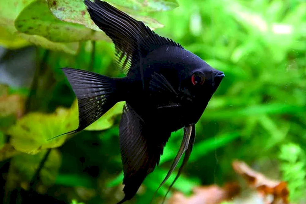 Scalaria Aquarium Fisch Fische