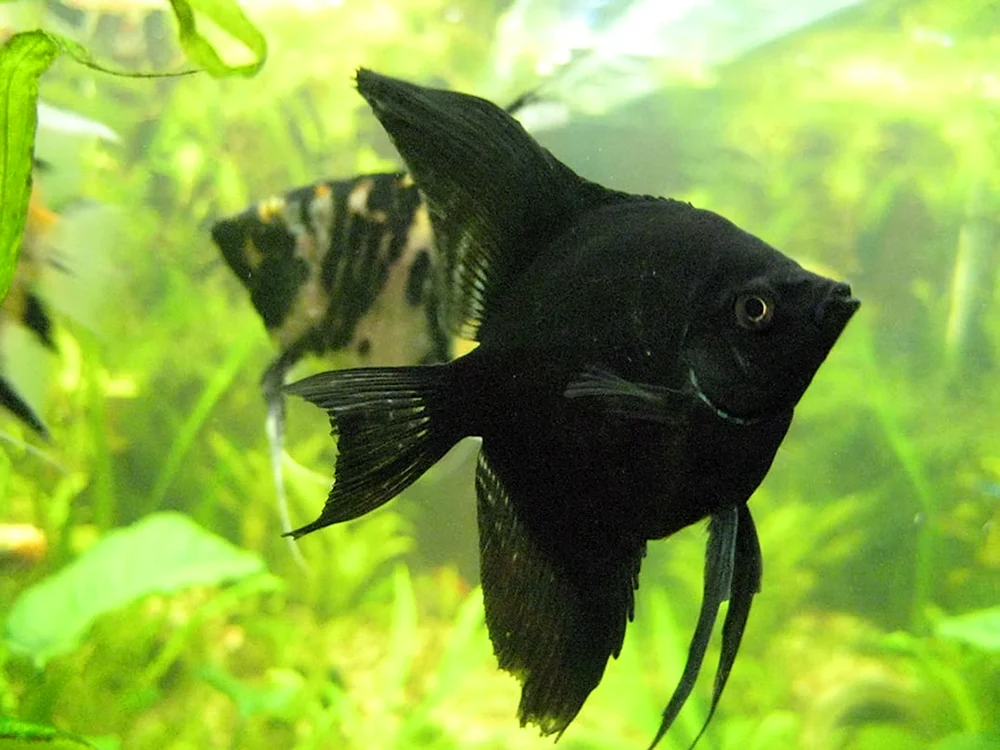 Skala-Aquarienfisch