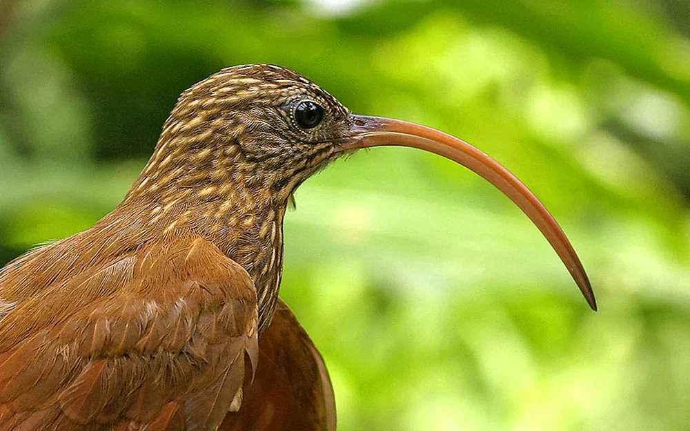 Ochre-Kolibri