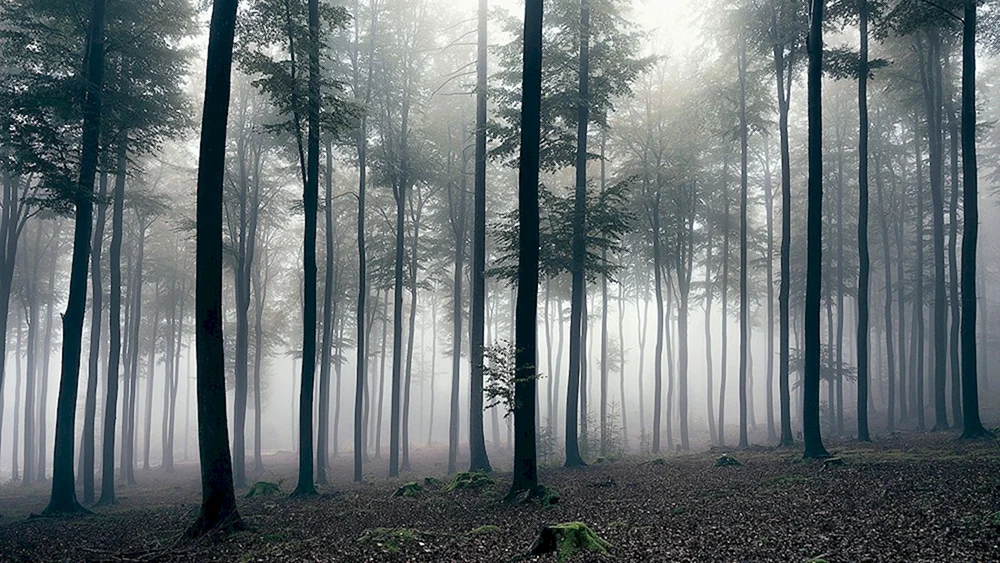 Nebelwald