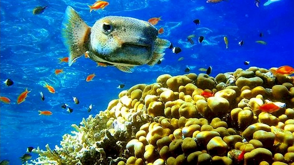 Skate rotes Meer Ägypten Sharm El Sheikh