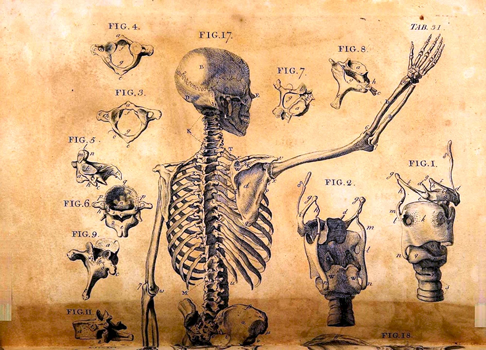 Plastische Anatomie des menschlichen Skeletts