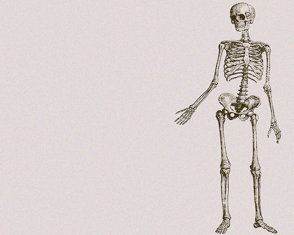 Anatomie Hintergrund