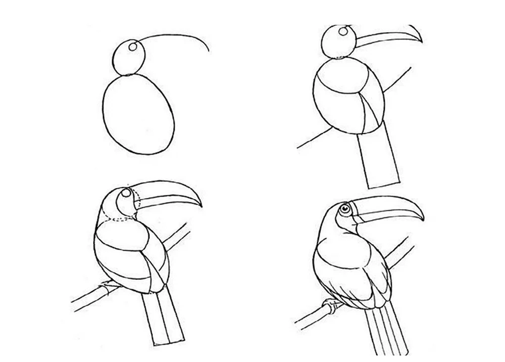 Vogelzeichnungsschema