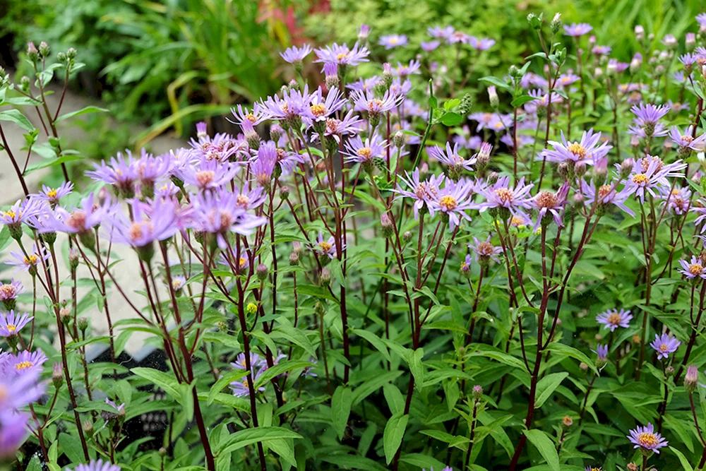 Diana Aster wird erwachsen