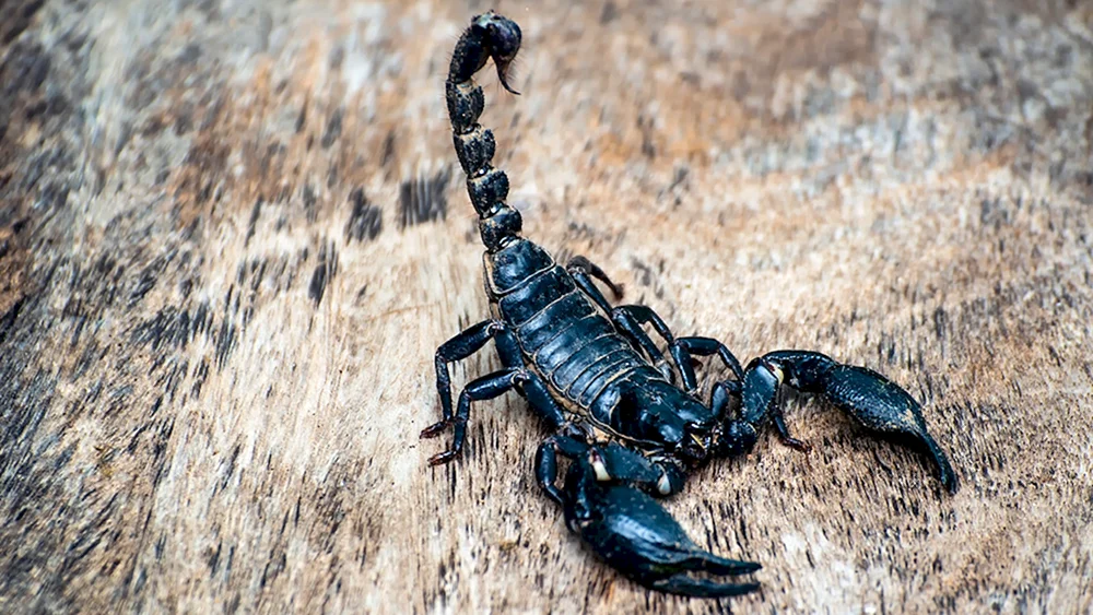 Heterometrus cyaneus