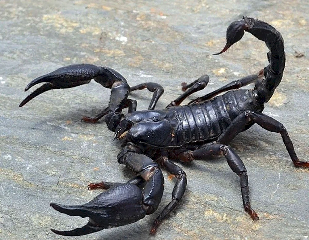Skorpion Heterometrus cyaneus