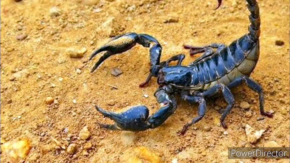 Skorpion Leiurus