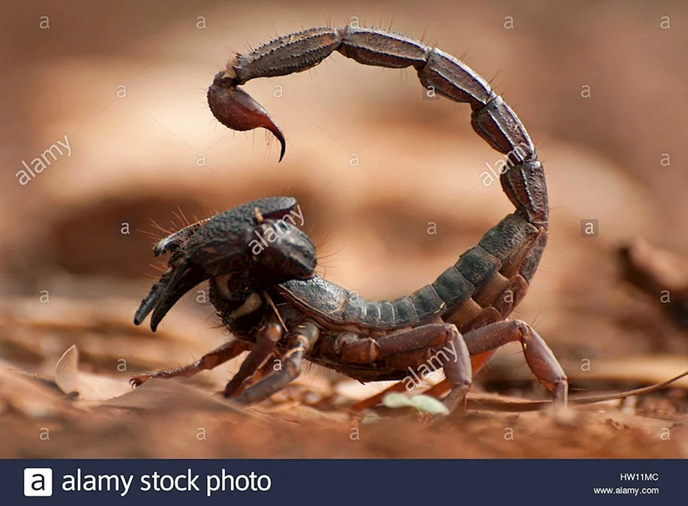Der Skorpion Leurus