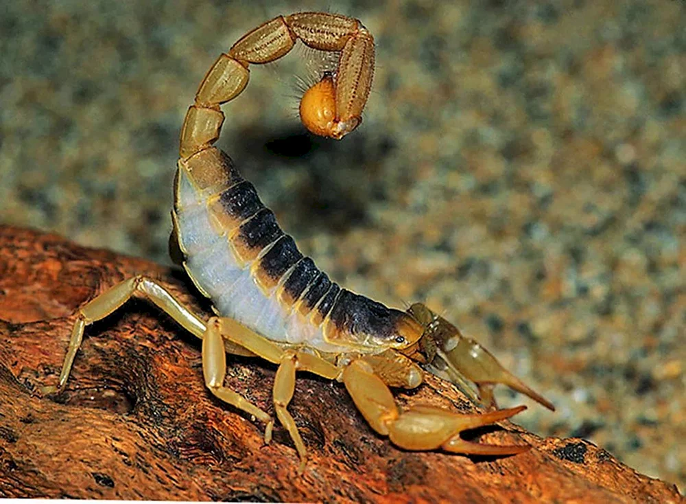 Skorpion Leiurus leiurus