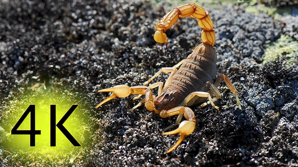Skorpion Leiurus
