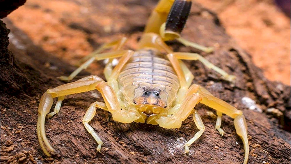 Der Skorpion Leurus.
