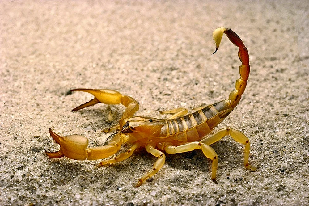 Skorpion leiurus quinquestriatus
