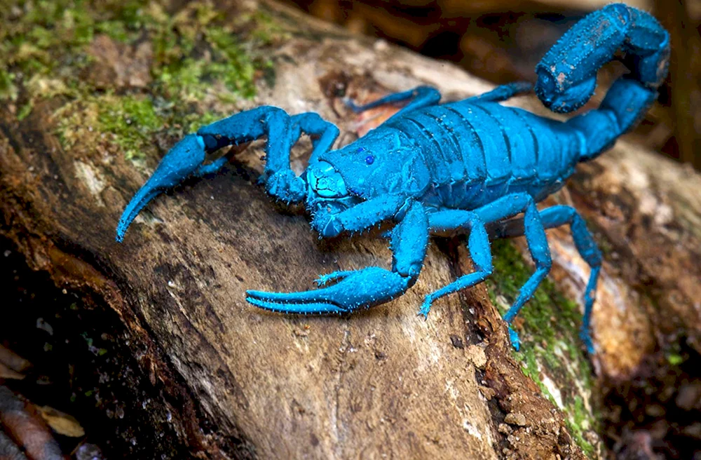 Skorpion leiurus blue