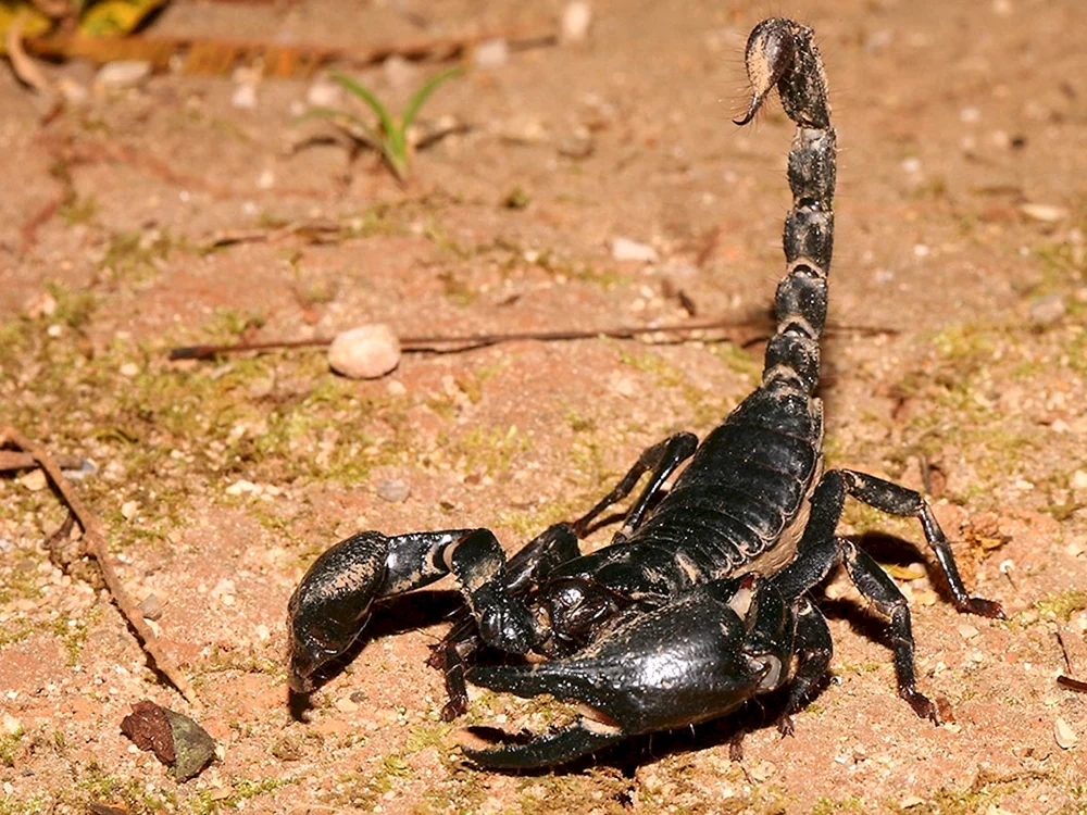 Der Skorpion Microtityus Minimus