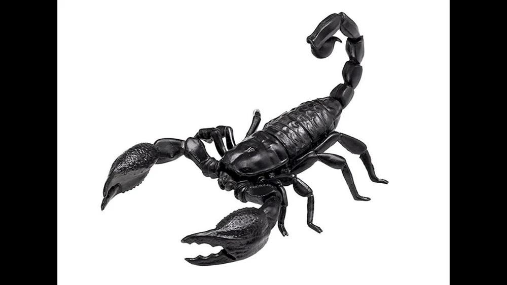 Der Skorpion Pandinus Imperator