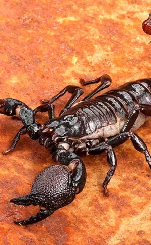 Skorpion Pandinus imperator