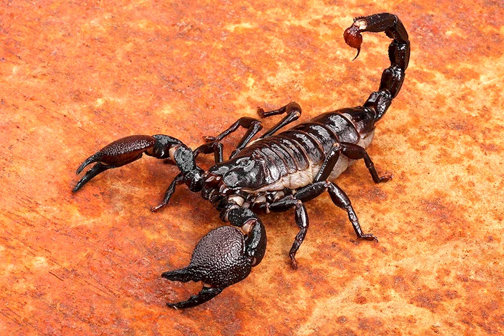 Skorpion Pandinus imperator