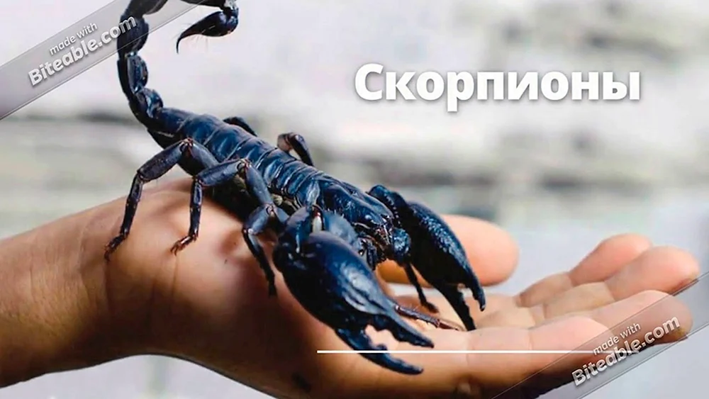 Skorpion pandinus imperator