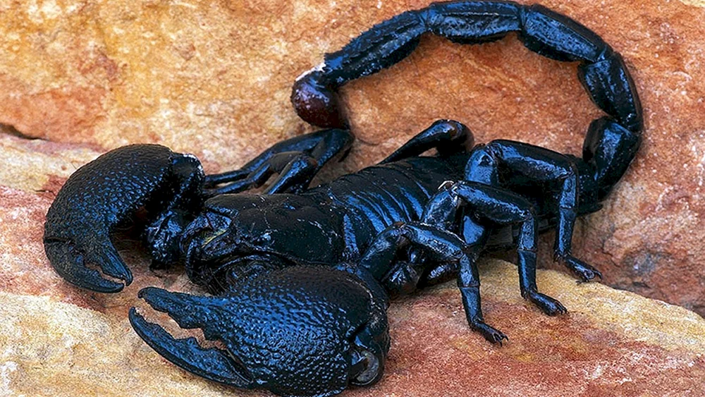 Skorpion pandinus Emperor