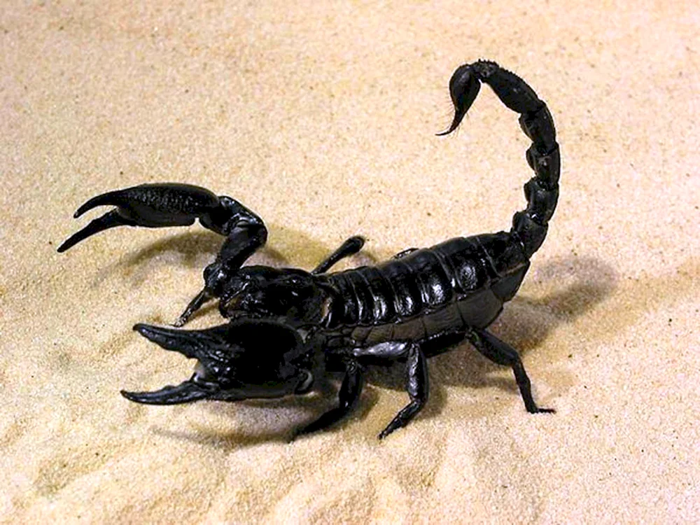 Skorpion pandinus Imperator