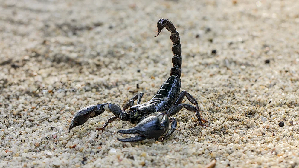 Skorpion pandinus Imperator