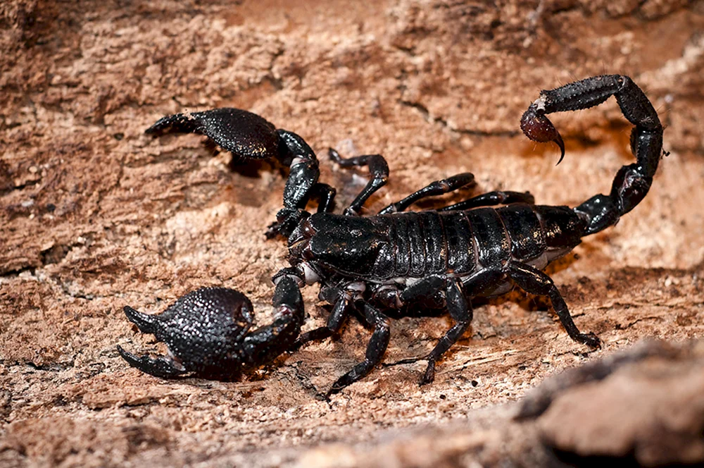 Skorpion pandinus Imperator