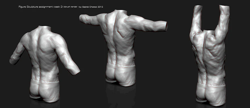 Anatomie