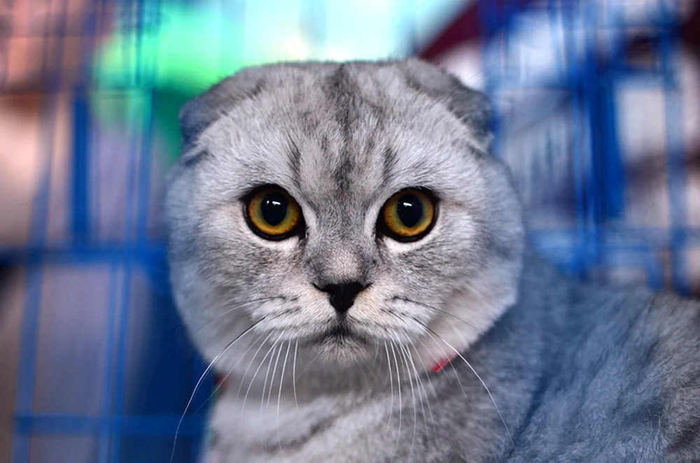 Rauchige graue britische lop Katze