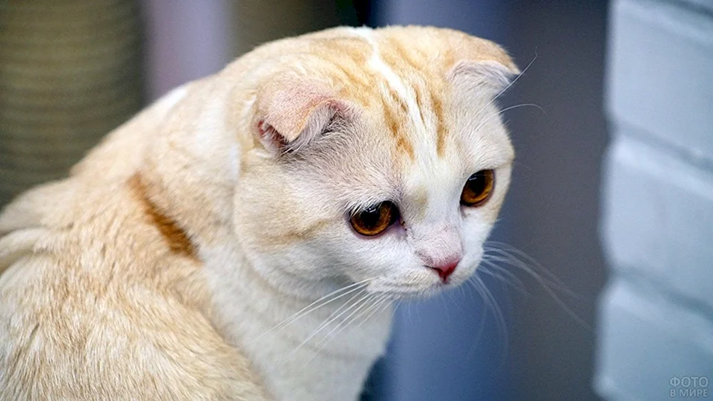 Scottish Fold