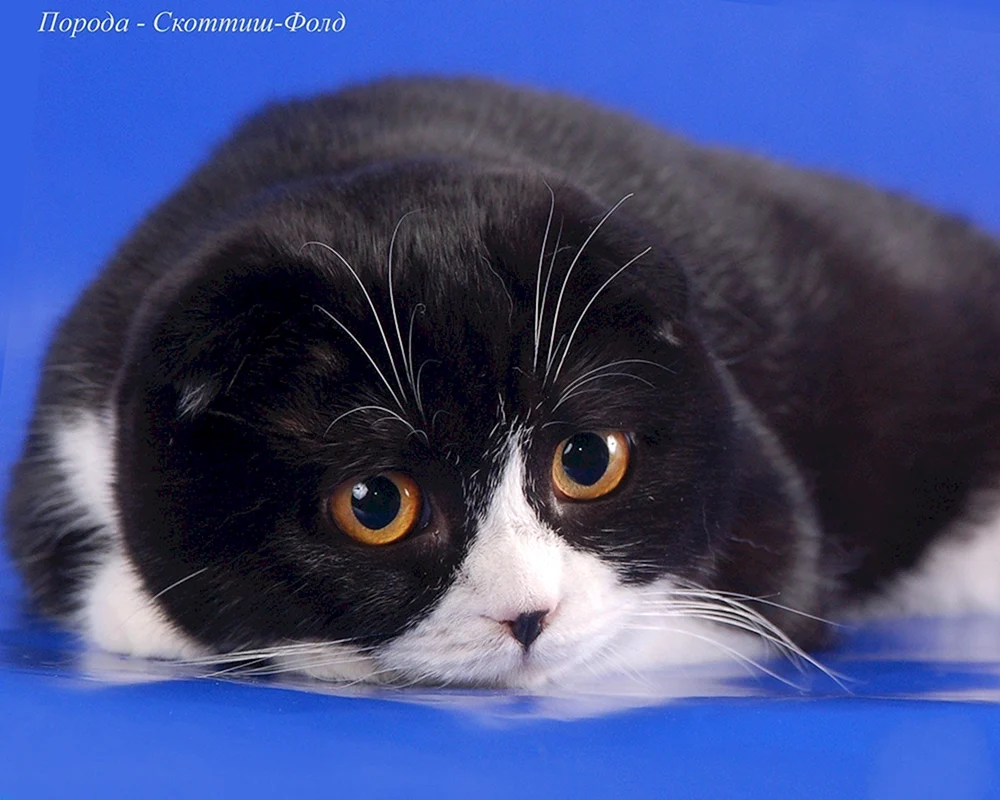 Schottische Katze Scottish Fold