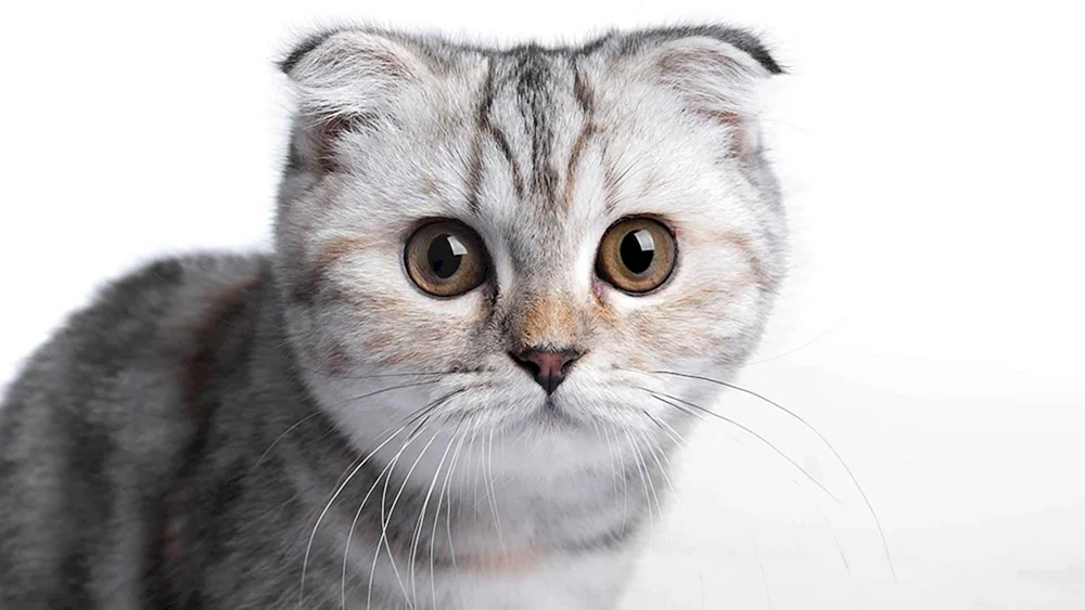 Scottish Lop Scottish Katze