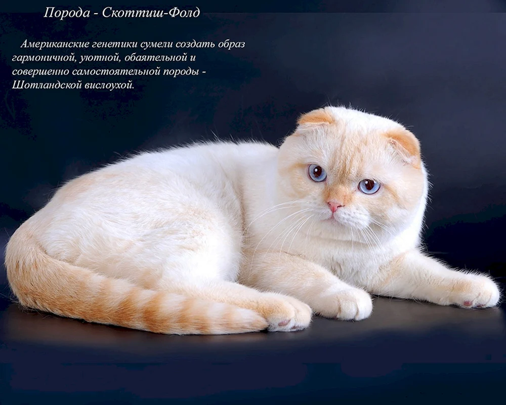 Scottish cat Farbgenetikkarte.