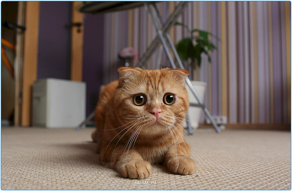 Schottische Lop Katze Ingwer