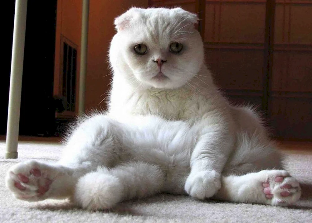 Scottish- Scottish Fold