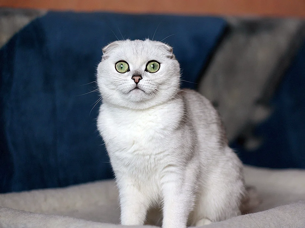 Schottische lop Katze weiß