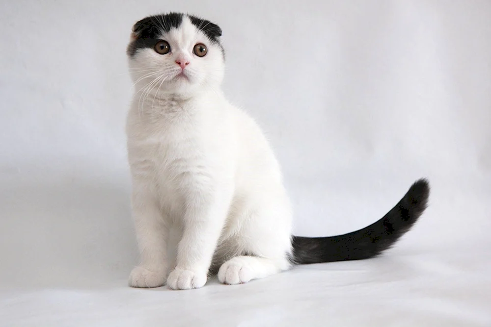 Scottish lop cat weiß