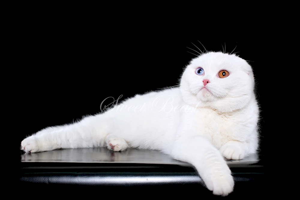 Scottish lop cat weiß
