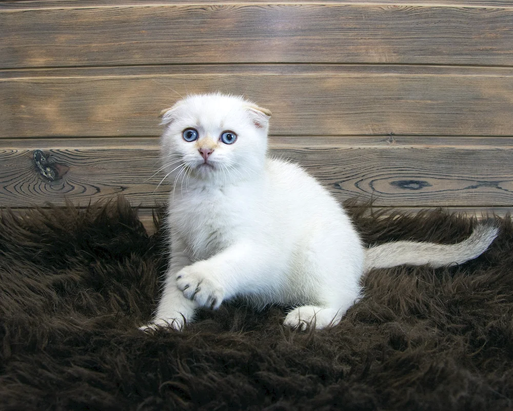 Scottish Fold Chinchilla