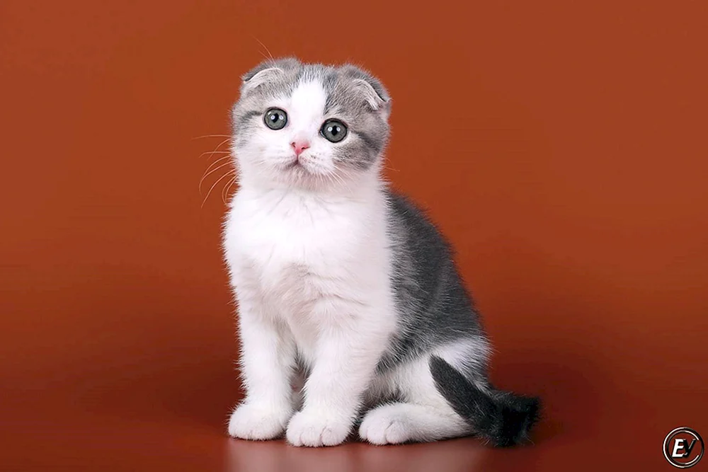 Schottische Lop Katze weiß