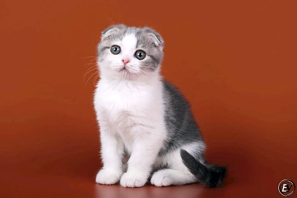 Schottische Katze Scottish Fold weiß