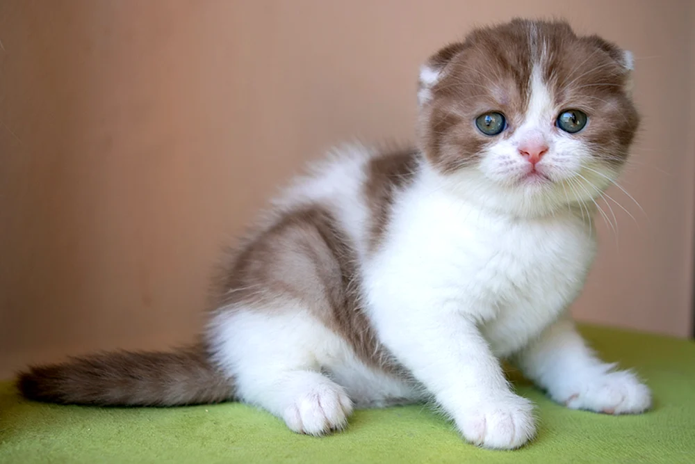 Scottish Fold bicolour